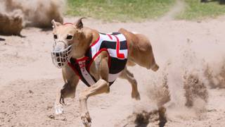 Daysea’s Shelly set for Capalaba run